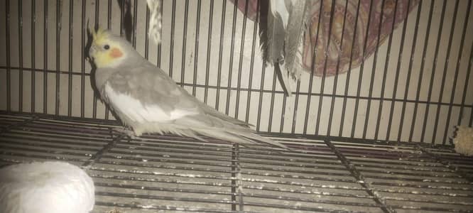 male cocktail for sale