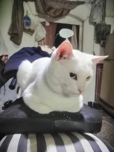 Male cat dubble eyes white colour urgent sale shift home