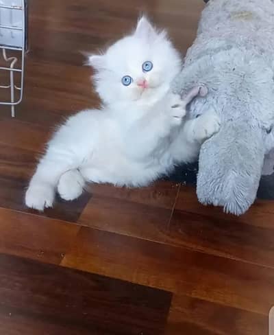 persian kitten for urgent sale My WhatsApp Number 0334*4278*291