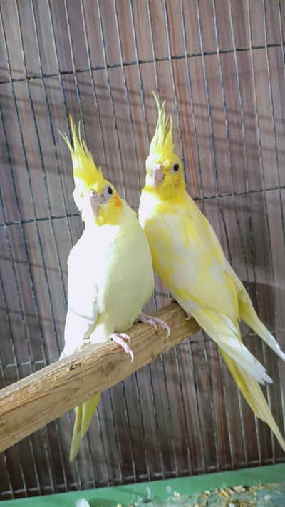 Cocktaiel  breeder pair