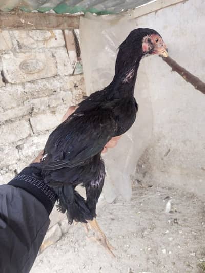 black o shamo available