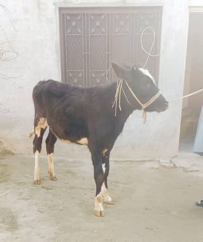 فریزین بچھڑی فار سیل