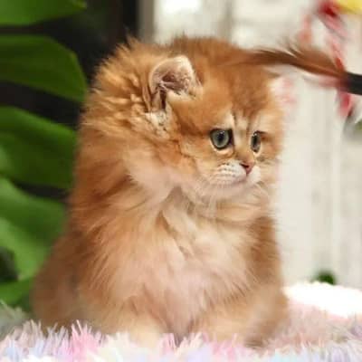 Persian kitten for sale 0340,0095664 my WhatsApp number