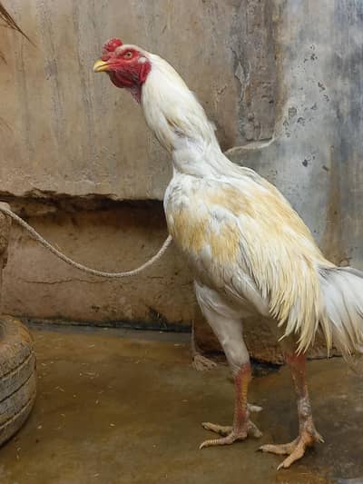 Aseel male and female 03143571773