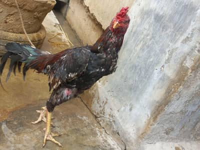 Aseel male and female 03143571773