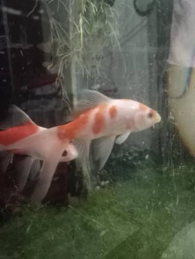 Goldfish,fish, sarasa goldfish, comet goldfish