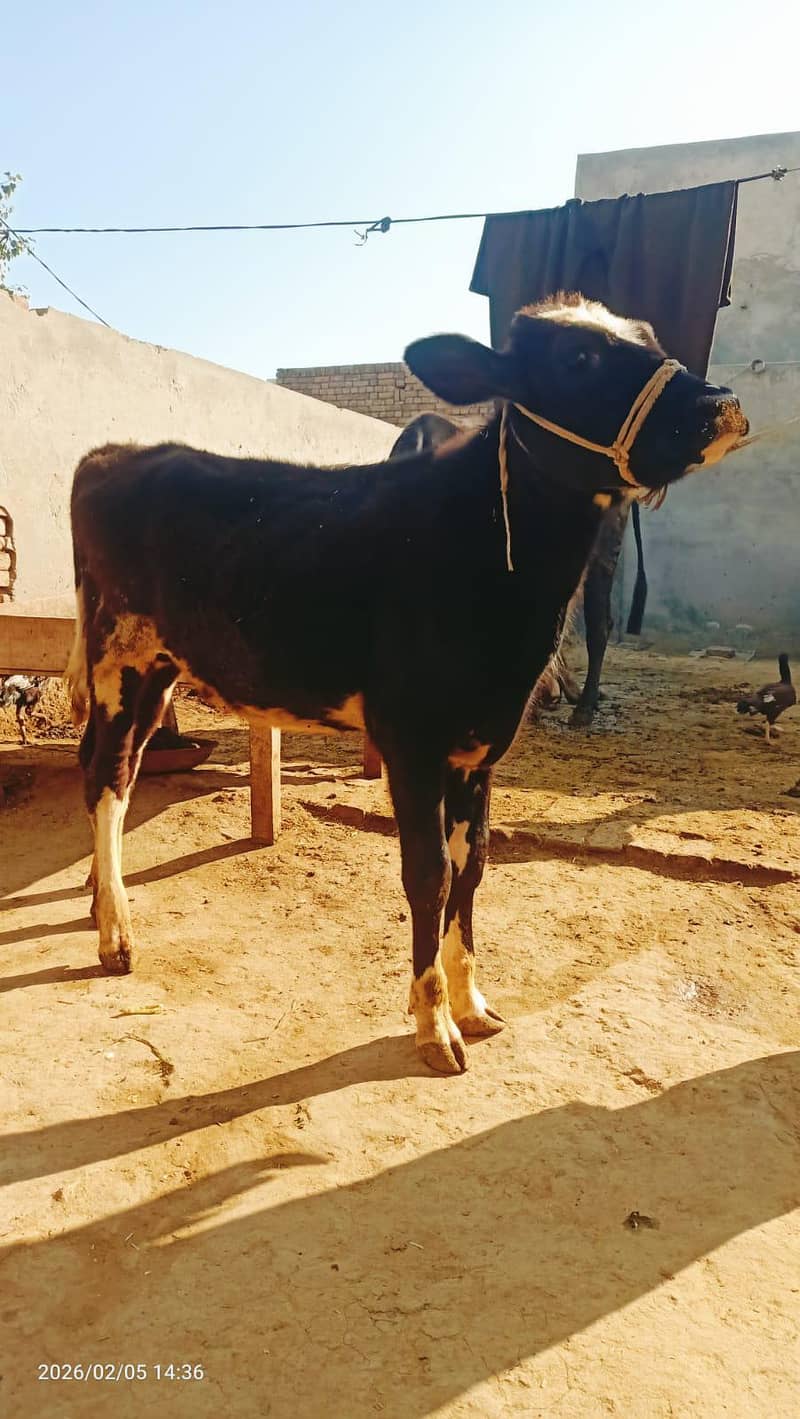 فریزین بچھڑی فار سیل 1