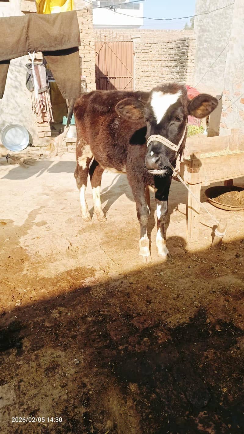 فریزین بچھڑی فار سیل 2