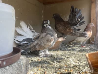 American/Indian Chick Pair