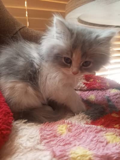 Persian Triple coated kitten for sale