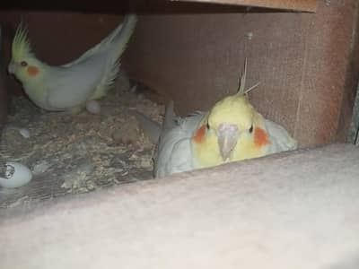 Cocktail breeder pair