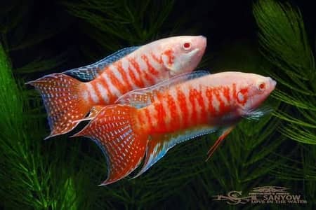 Paradise gourami, oscar , angel , black widow Frontosa, arowana