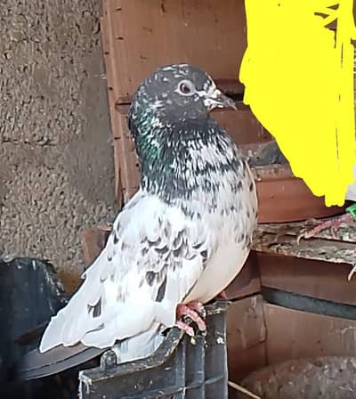 male Female ha Acha kabooter ha