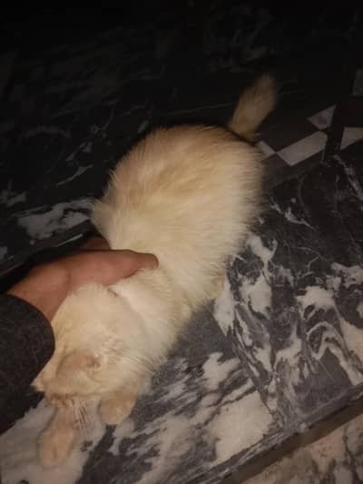 urgent sale kerne ha cat bot achi ha