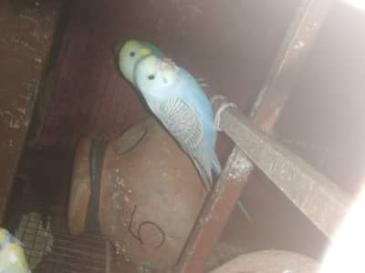blue gray wings budgie