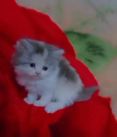 Semi punch Persian Kitten for selll