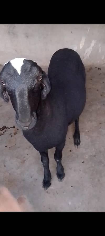 Qurbani 2026 wtsb nmbr 03181237677