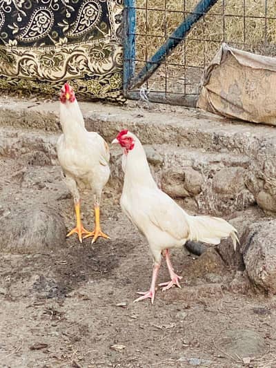 heera Aseel for sale