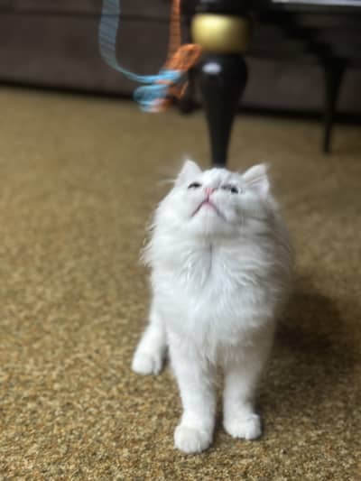 PERSIAN KITTEN EXTREMELY ACTIVE