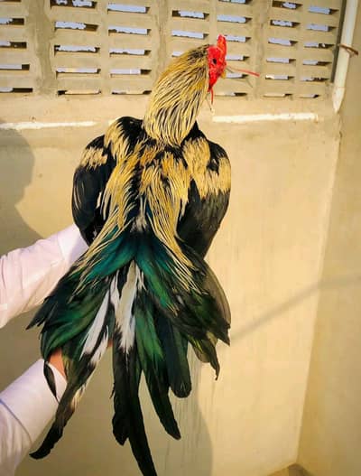 pure miawali jawa MASHALLAH high quality.