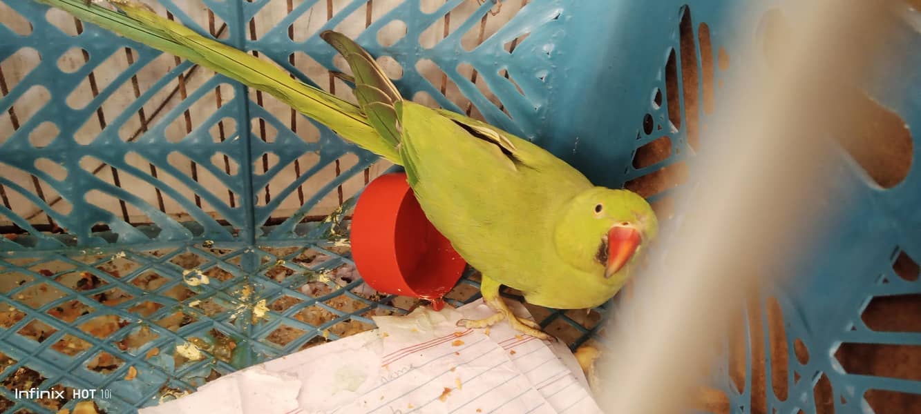 Ringneck 4