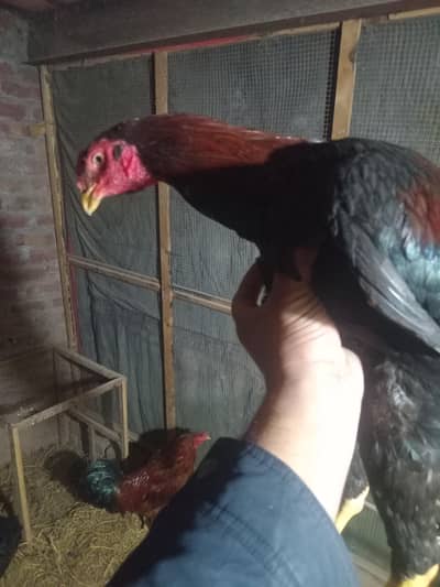 One Male and 5 Female  Aseel