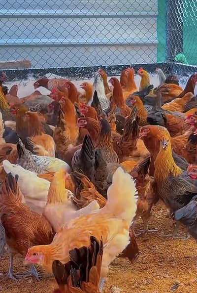 Eggs laying hen for Sale