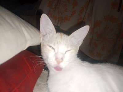 Lost cat if anyone finds please contact