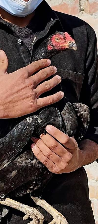 Pure Aseel mushki hen