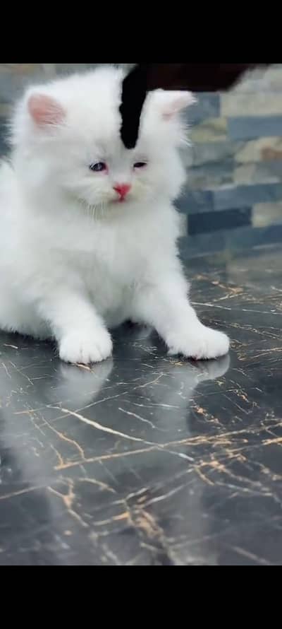 Persian cat for sale only WhatsApp number 03268444939