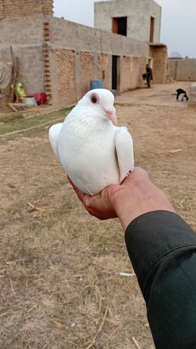 location daultala ha