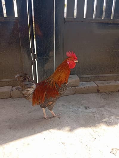 Desi Murgha for Sale | Healthy Fayoumi Type Rooster