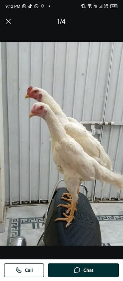 Hira Shamu pair for sale only WhatsApp number 03468444939