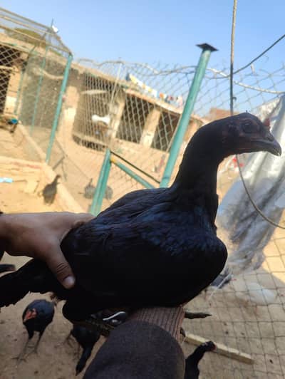 pure black burmi thai hens
