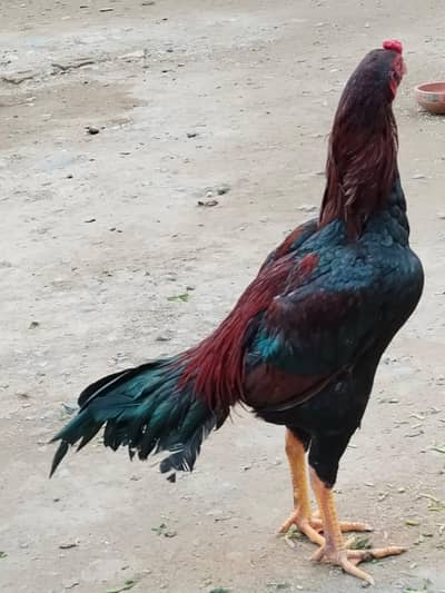 lakha patha for sale