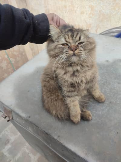 female persian cat for sale