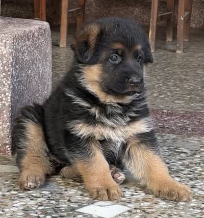 German shepherd Black and Tan puppy