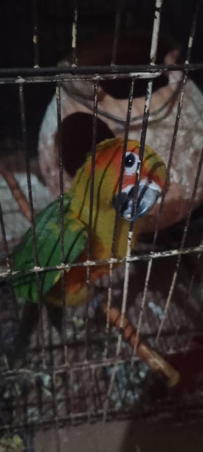 Raw chikc and sun canoure