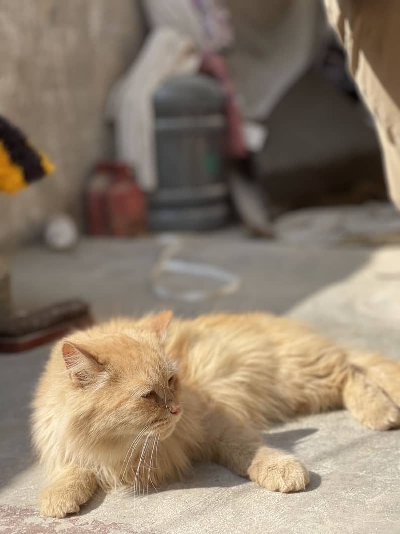 Persion cat 0