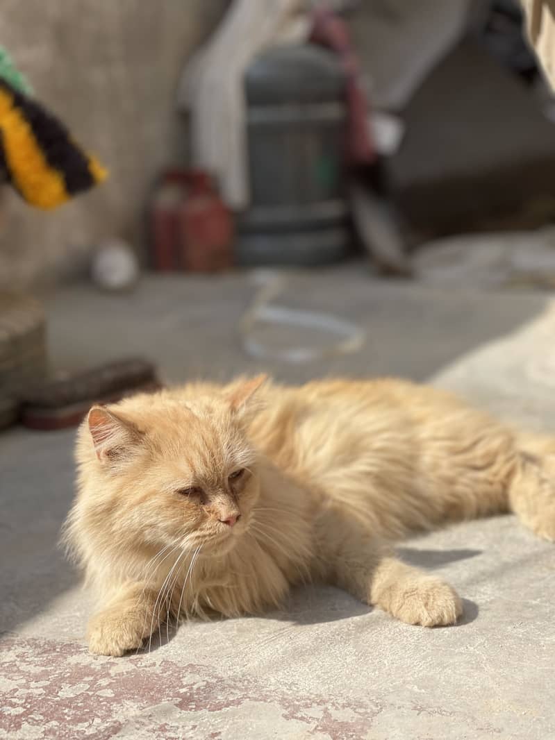 Persion cat 1