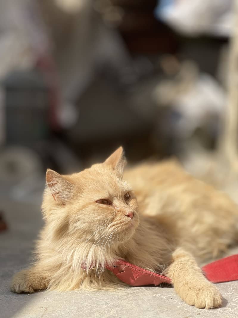 Persion cat 4