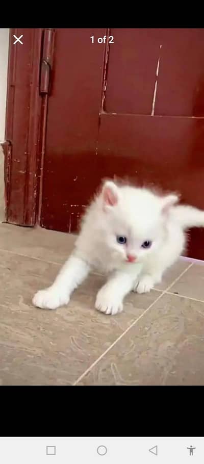 Persian baby cat 2 month age for sale