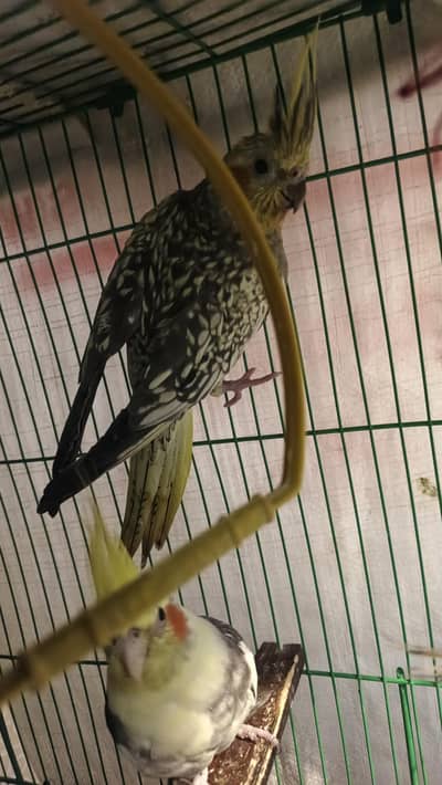 commin red eye female tame cocktail,grey cocktailalso av not tame