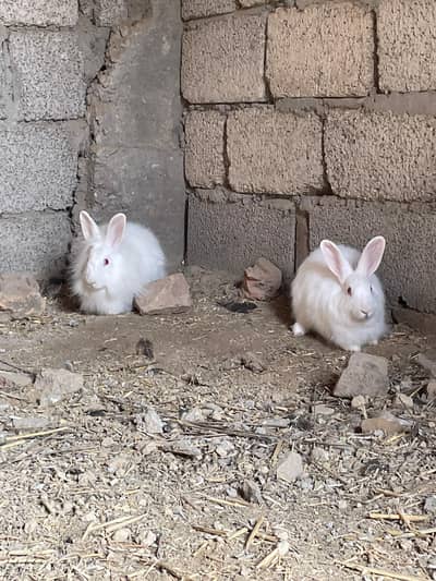 angura rabbits  for sale