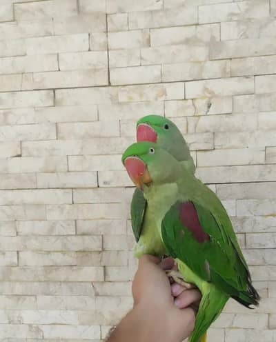 Kashmir raw parrot for sale 9 month age Whatsapp no 03222352063