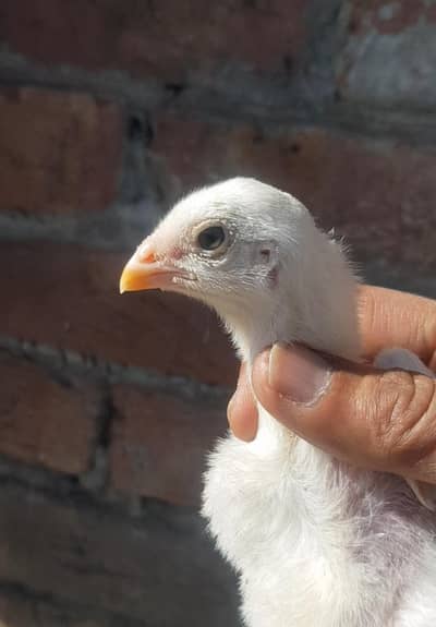 shamu chiks 3 pice  exchange ofeer  baqi detaila whtsaap  2500 par pic