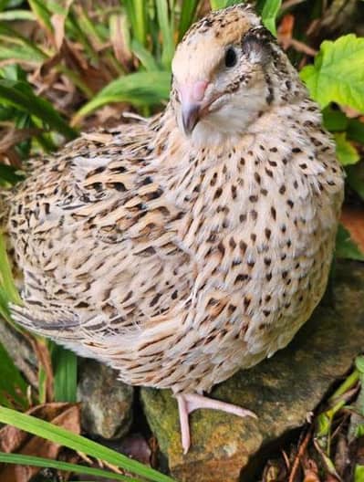Quotrix Quail for sale Healthy and active piece