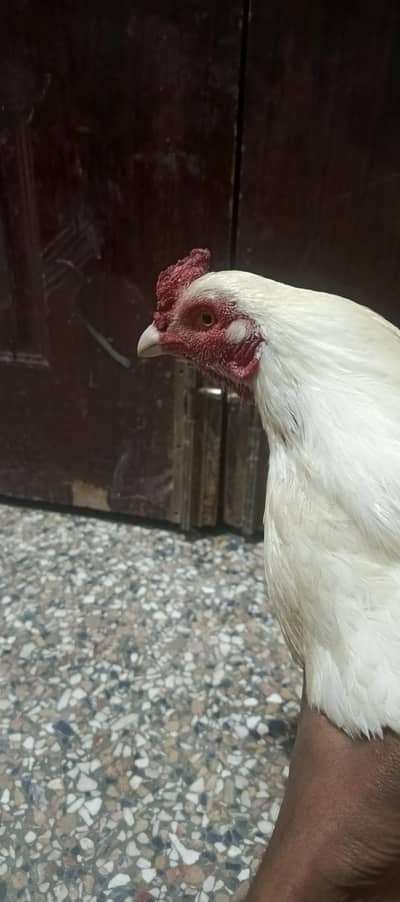 pure aseel murgha white boskey in chakwal