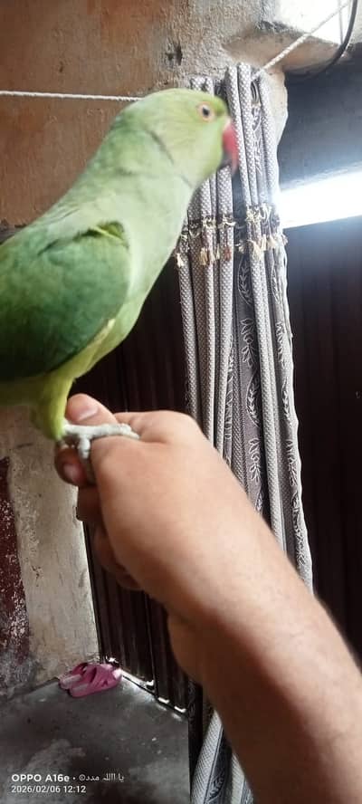 ring neck male parrot hand tame call 03159282595