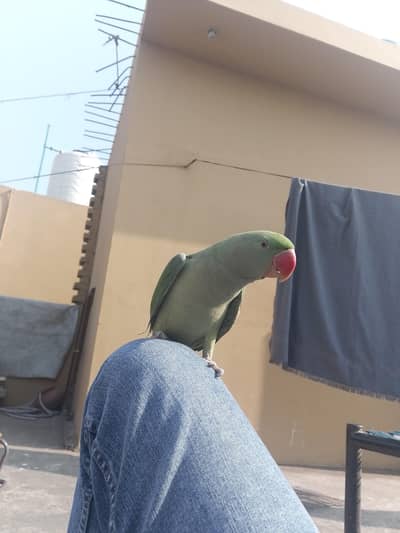 raw parrot hand tame healthy and active